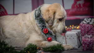A labrador retriever, with a festive collar, investigates some Christmas presents
